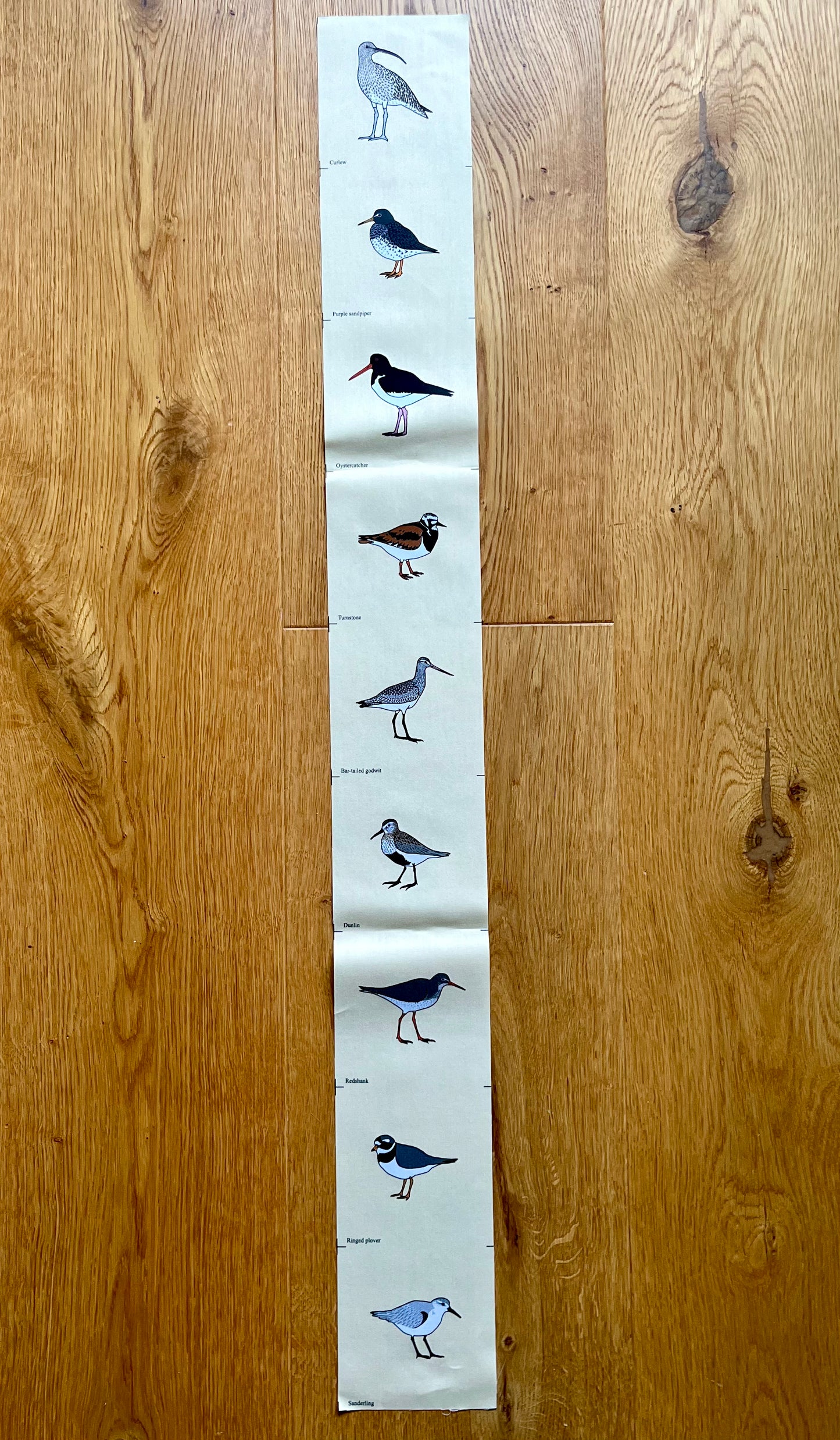 Shorebirds fabric strip - 9 images