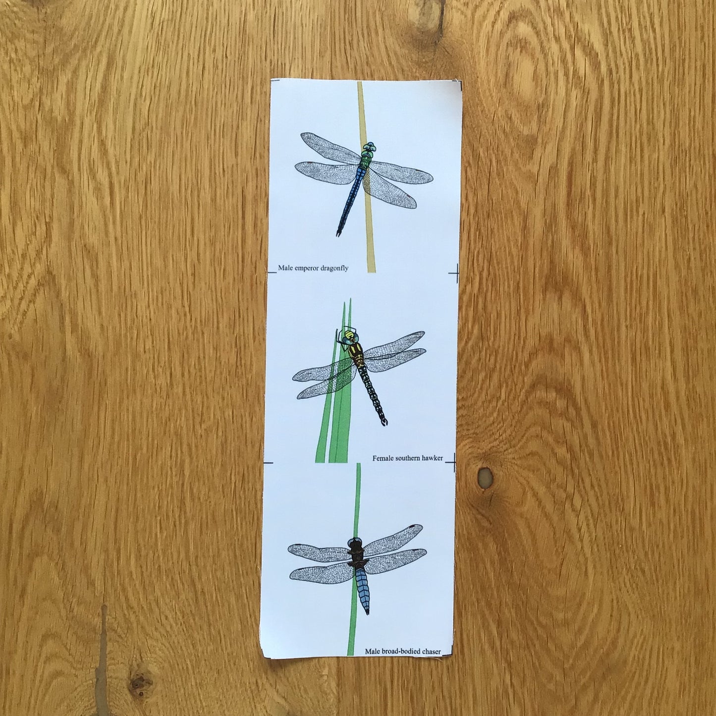 Dragonfly fabric strip, 3 images
