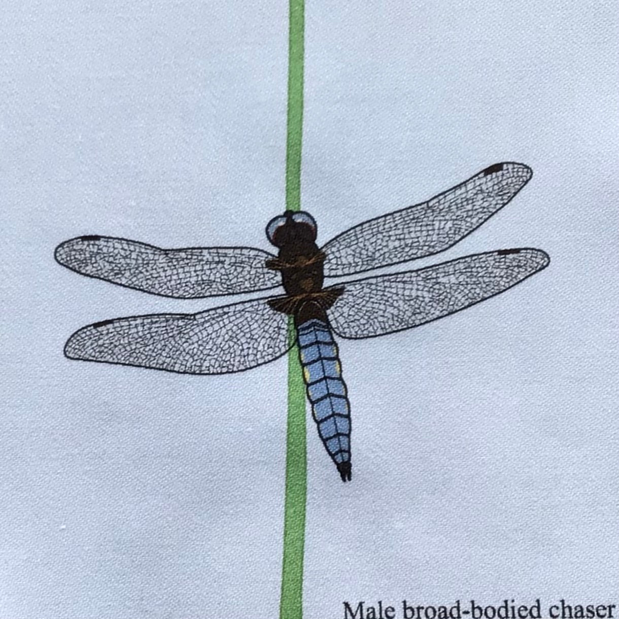 Dragonfly fabric strip, 3 images
